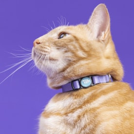 Coleira de Gato Toh Fecho Abre Fácil Marine - imagem adicional