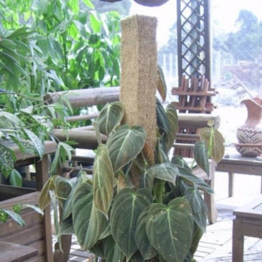 Estaca em Fibra de Coco Nutricoco 60cm    - imagem adicional