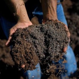 Esterco Bovino Produtos Holanda 2,6 kg