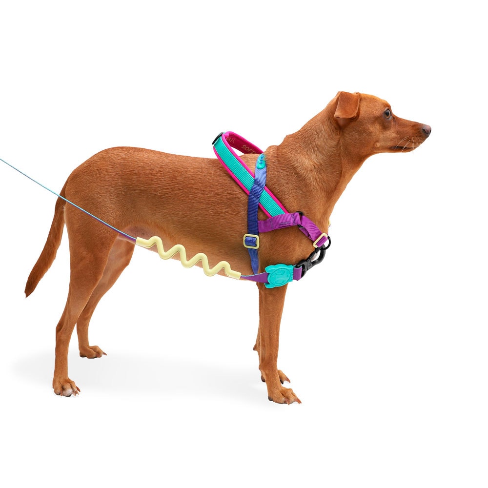 Peitoral Zeedog para Cachorros SofterWalk Shockwave P