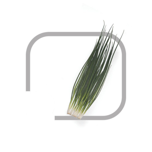 Semente Cebolinha Fina Midorikawa Kyoma 100g - Horticeres