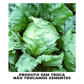 Semente de Alface Mauren Peletizada - Feltrin