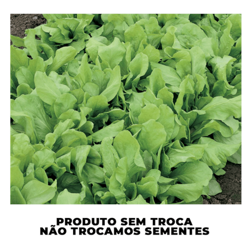 Semente de Almeirão Folha Larga Radiche Topseed 50g 