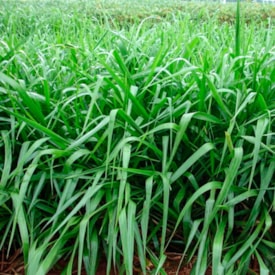 Semente de Brachiara Brizantha Marandu Matsuda 20kg