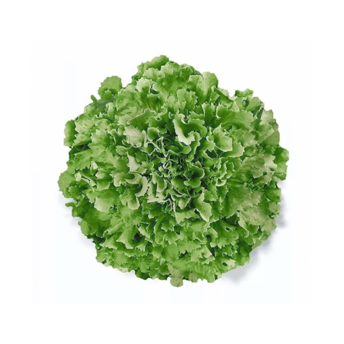 Semente de Chicória Malan Peletizada 5.000 Sementes - Horticeres