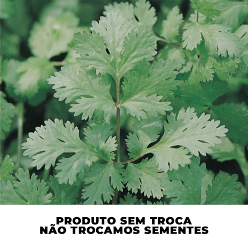 Semente de Coentro Português Importado Topseed 100g 