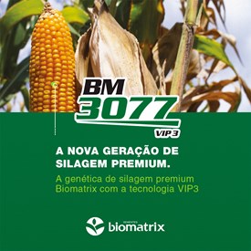 Semente de Milho Híbrido Biomatrix BM 3077 Viptera 3 Fortenza + Cruizer - 60 mil Sementes