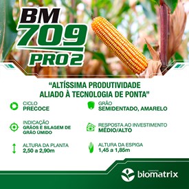 Semente de Milho Híbrido Biomatrix BM 709 Pro 2 - 60 mil Sementes