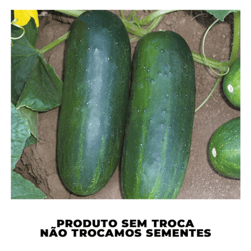 Semente de Pepino Caipira Topseed 50g 