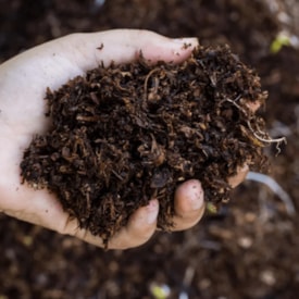 Torta de Mamona Adubo Orgânico para Hortas e Jardins 2 kg - imagem adicional