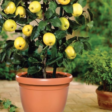Vaso Plástico Primavera Nutriplan Cor Cerâmica