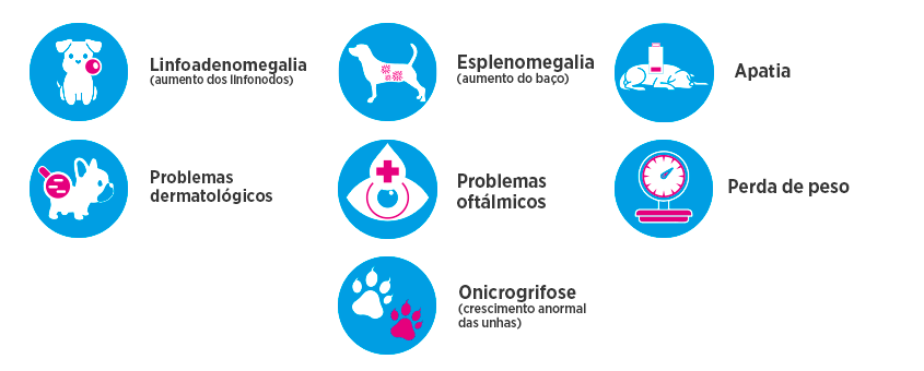 Informações sobre leishmaniose e prevenção