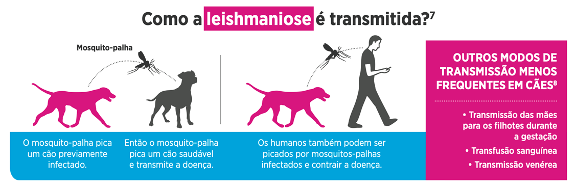EctoFend - ação e diferenciais